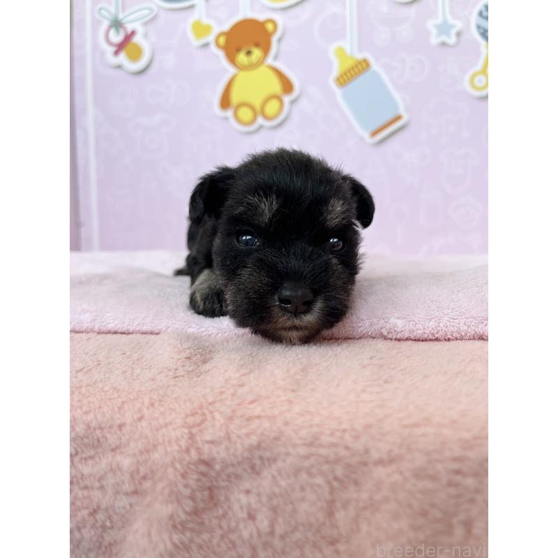 販売中の東京都のミニチュアシュナウザー-444325の4枚目