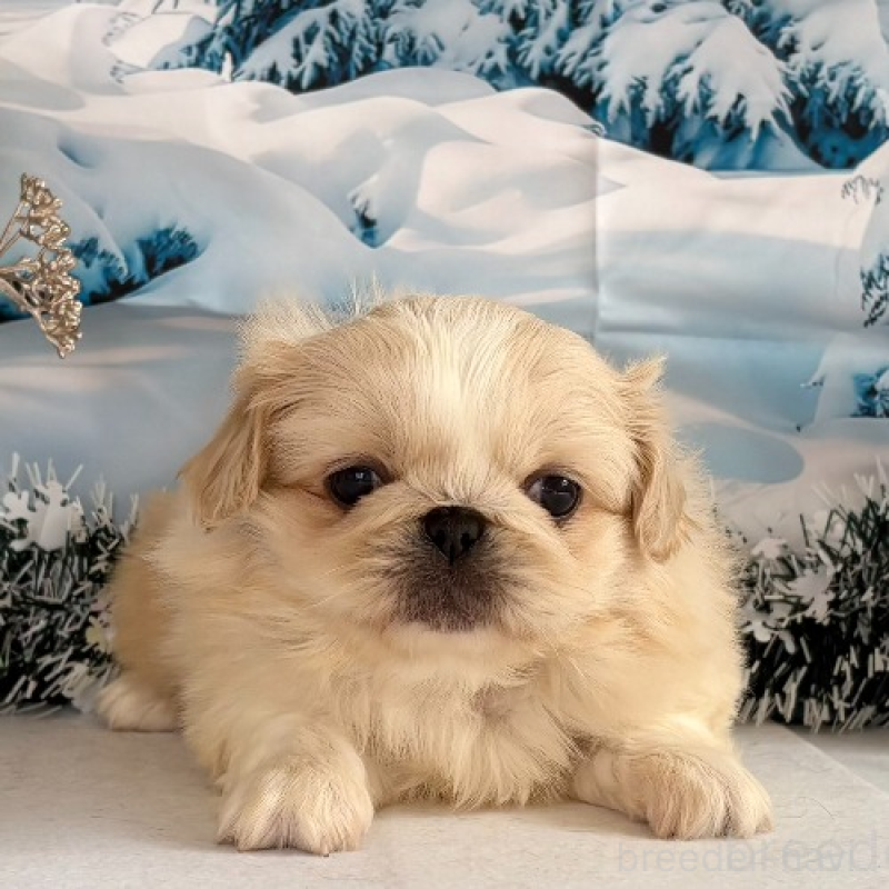 販売中の秋田県のペキニーズ-440937