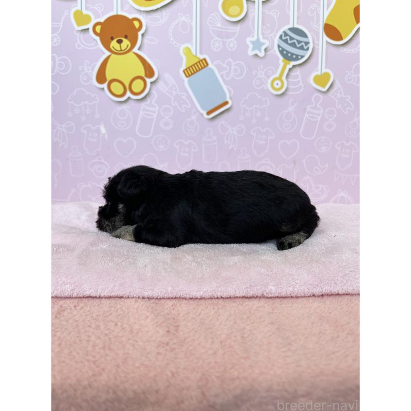 販売中の東京都のミニチュアシュナウザー-444325の3枚目