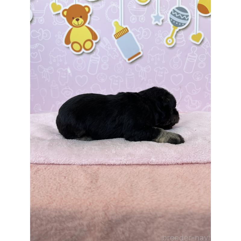 販売中の東京都のミニチュアシュナウザー-444325の2枚目