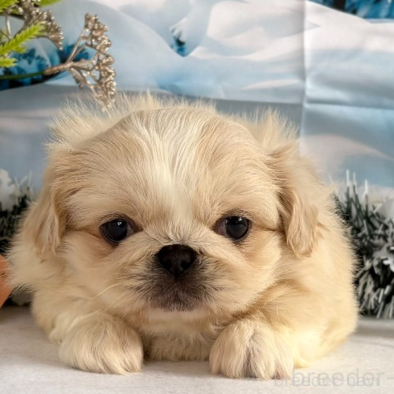 販売中の秋田県のペキニーズ-440937の8枚目