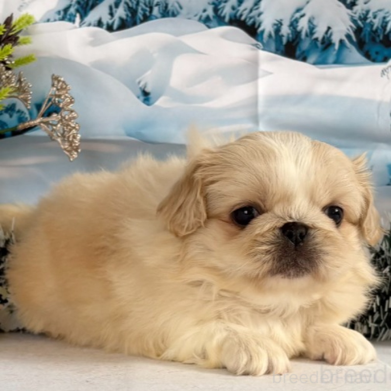 販売中の秋田県のペキニーズ-440937の7枚目