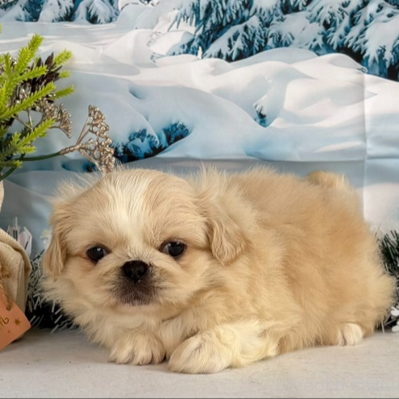 販売中の秋田県のペキニーズ-440937の6枚目