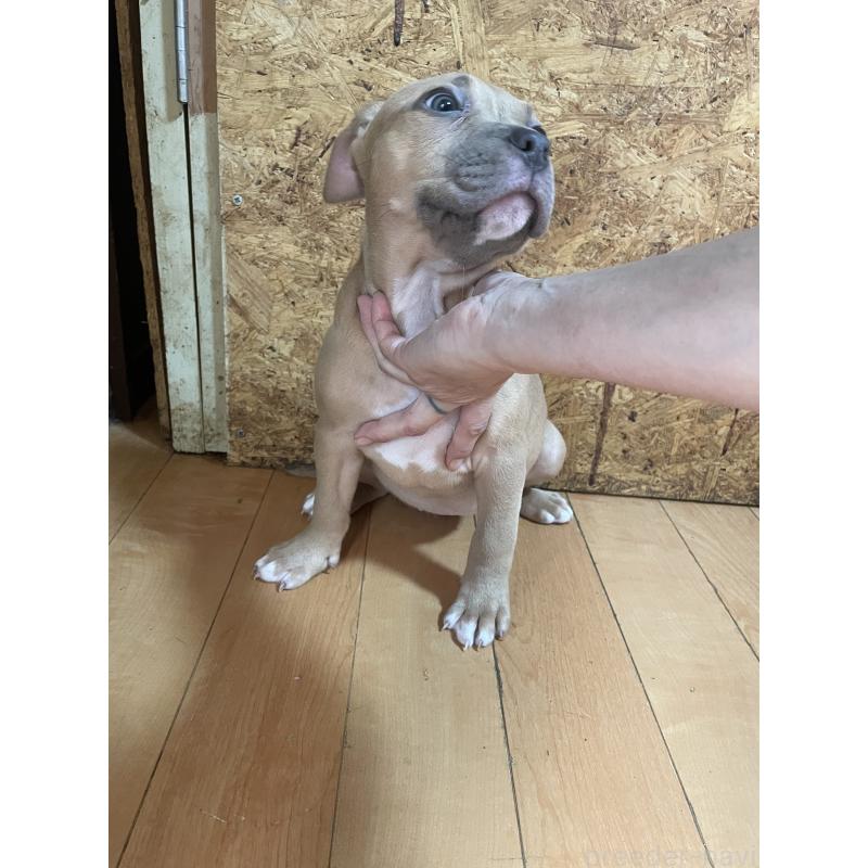 商談中の佐賀県のアメリカンピットブルテリア-436135の7枚目