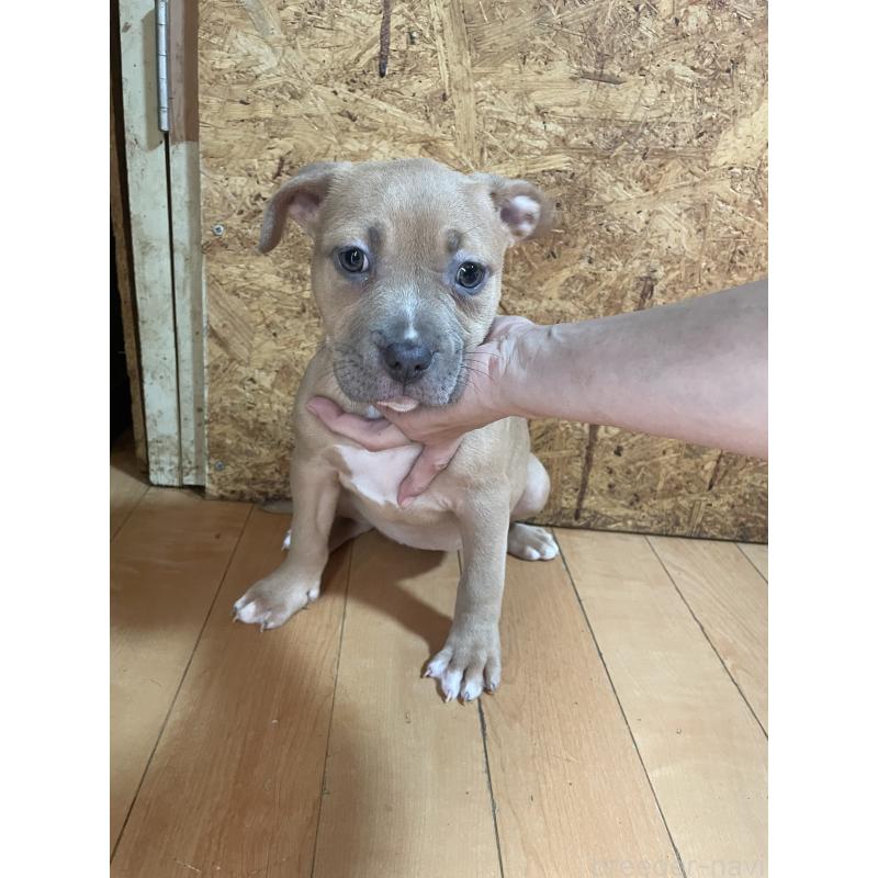 商談中の佐賀県のアメリカンピットブルテリア-436135の6枚目