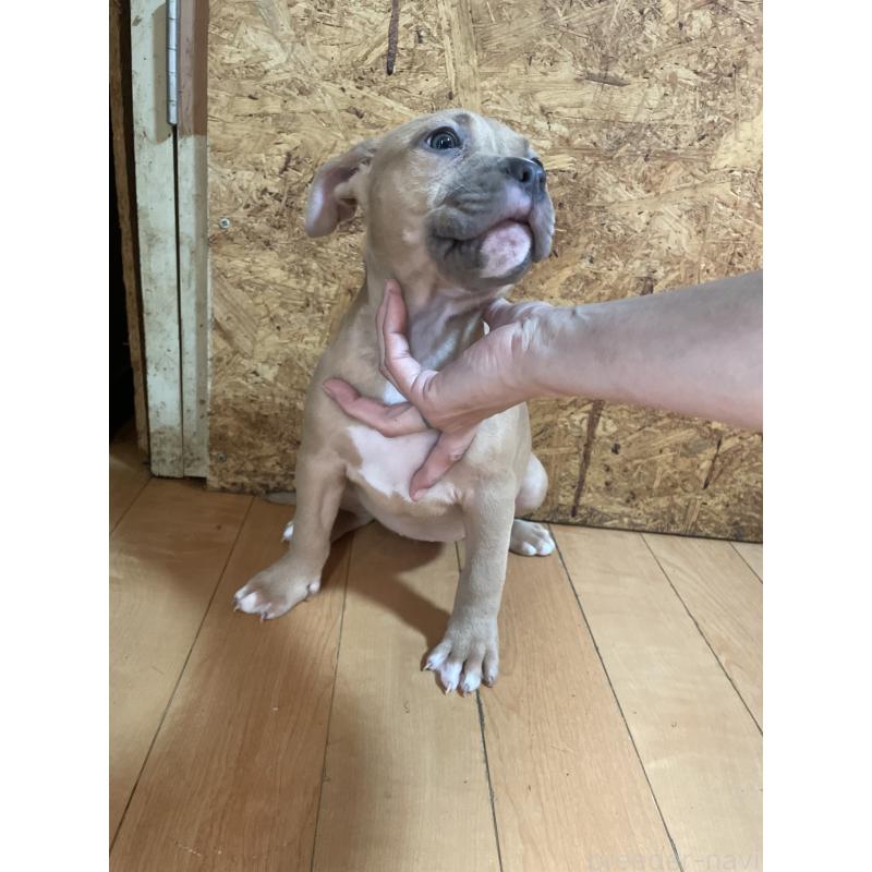 商談中の佐賀県のアメリカンピットブルテリア-436135の5枚目