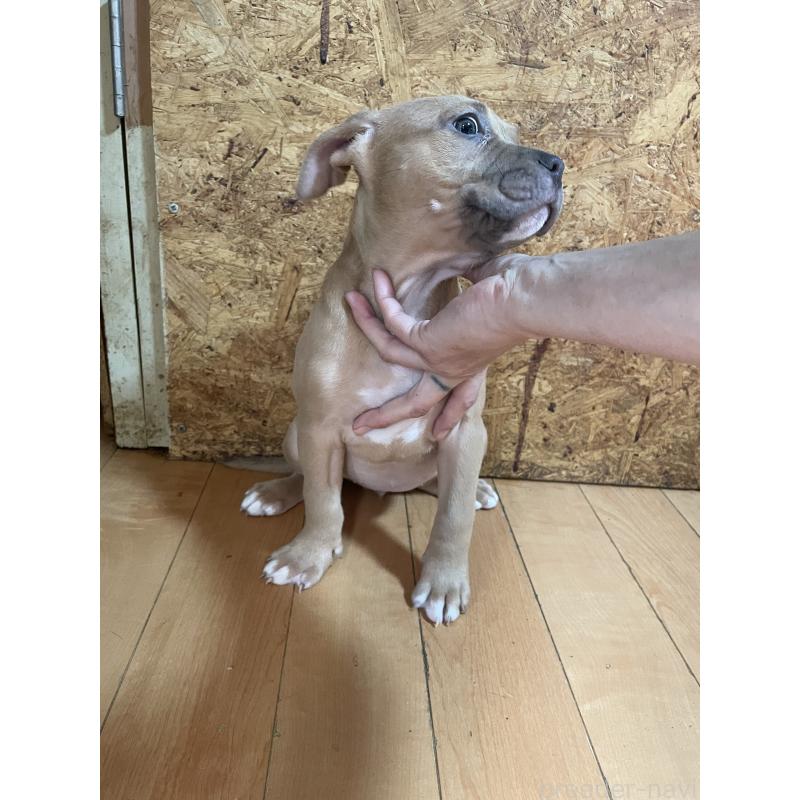 商談中の佐賀県のアメリカンピットブルテリア-436135の4枚目