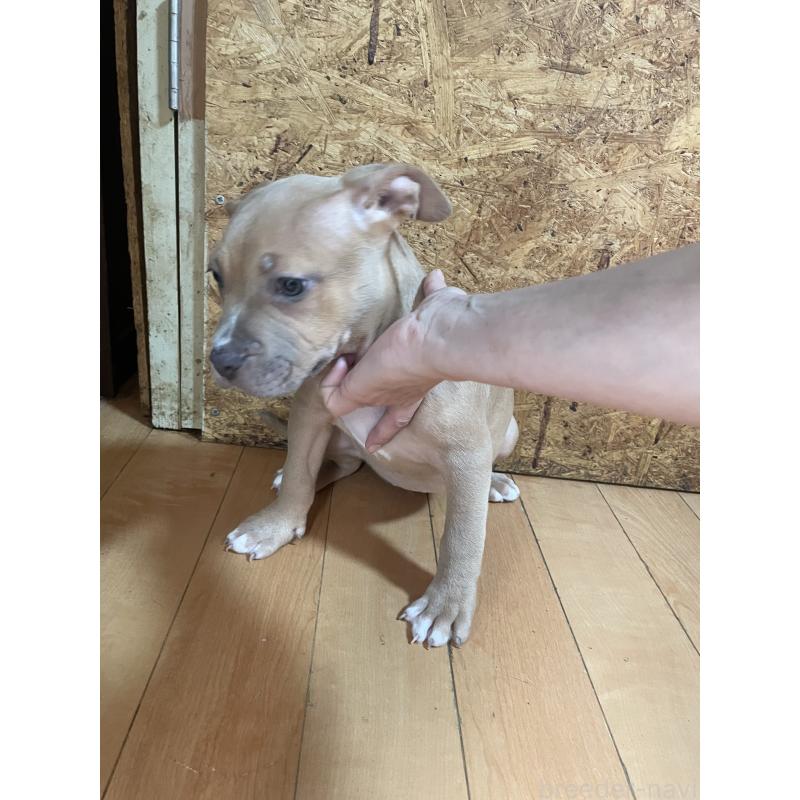 商談中の佐賀県のアメリカンピットブルテリア-436135の3枚目