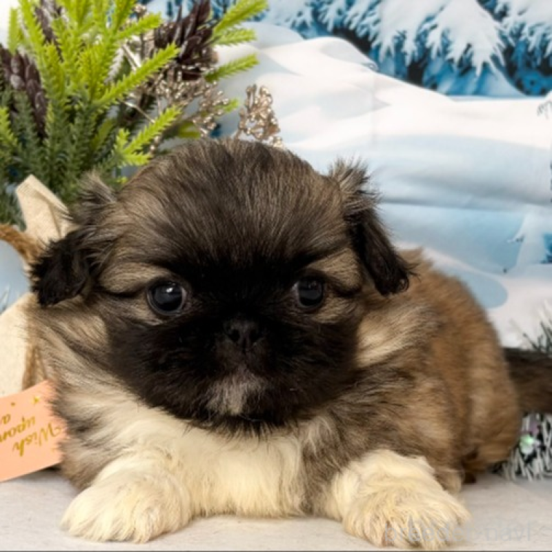 商談中の秋田県のペキニーズ-440940の5枚目