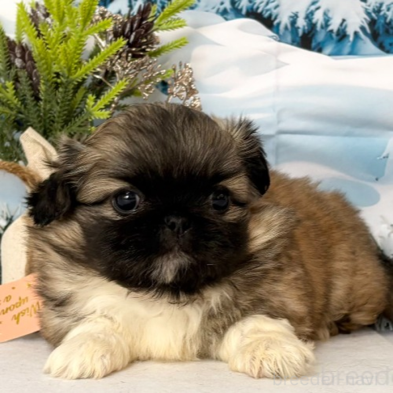 商談中の秋田県のペキニーズ-440940の4枚目