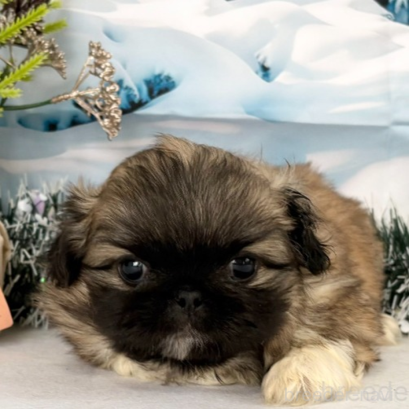 商談中の秋田県のペキニーズ-440940の3枚目