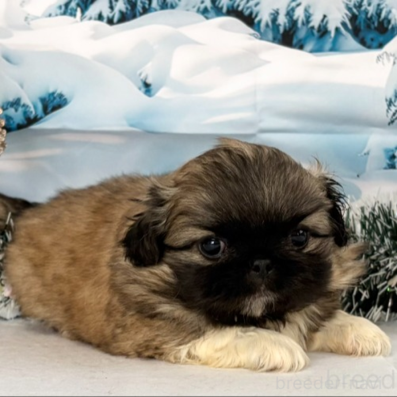 商談中の秋田県のペキニーズ-440940の2枚目