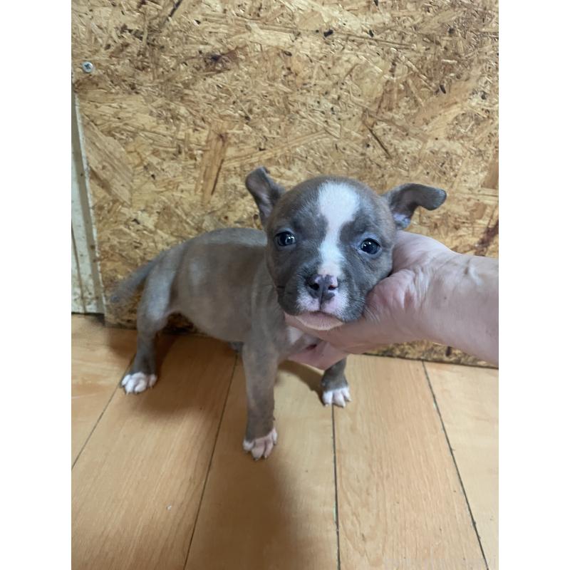 販売中の佐賀県のアメリカンピットブルテリア-435129の3枚目