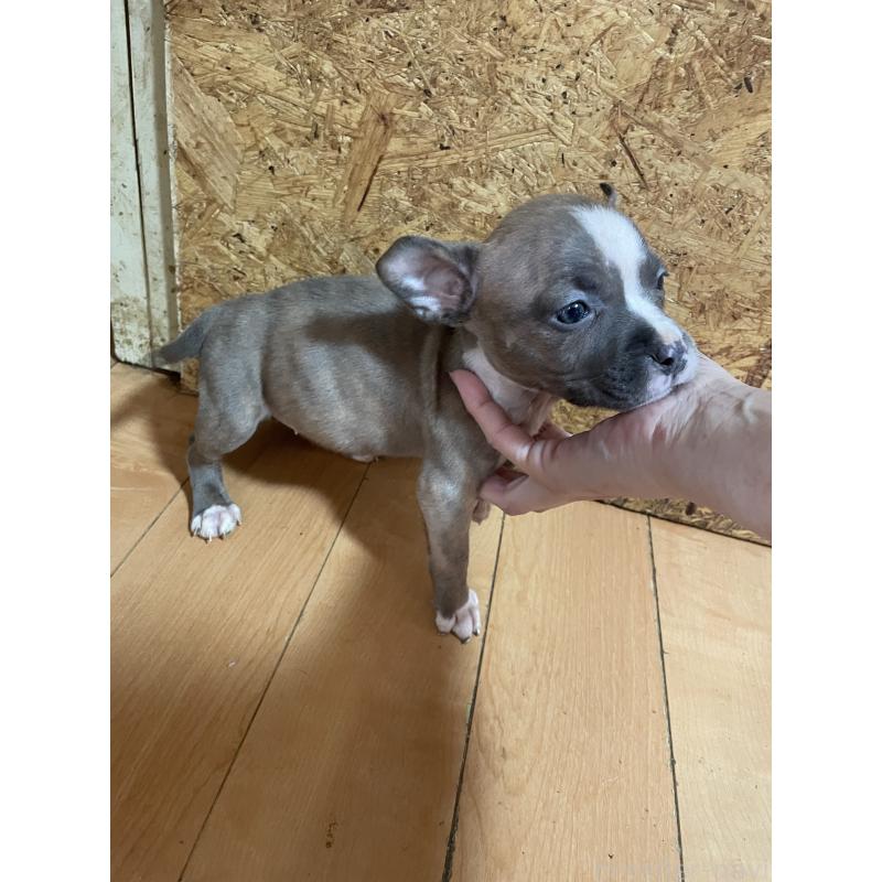 販売中の佐賀県のアメリカンピットブルテリア-435129の2枚目