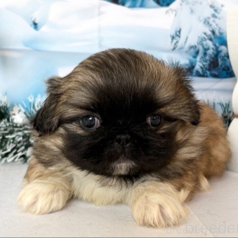 販売中の秋田県のペキニーズ-440941