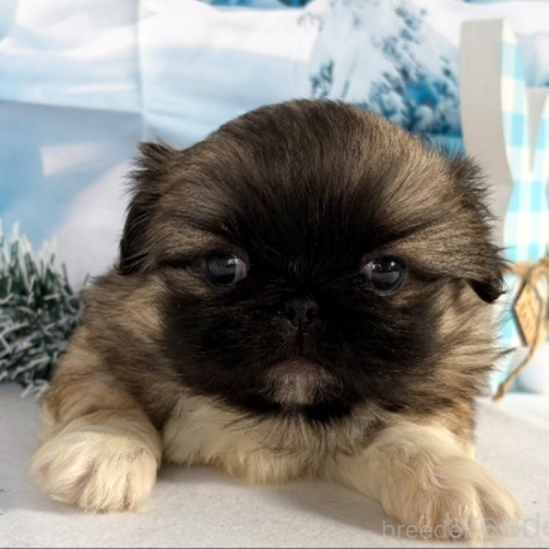 販売中の秋田県のペキニーズ-440941の8枚目