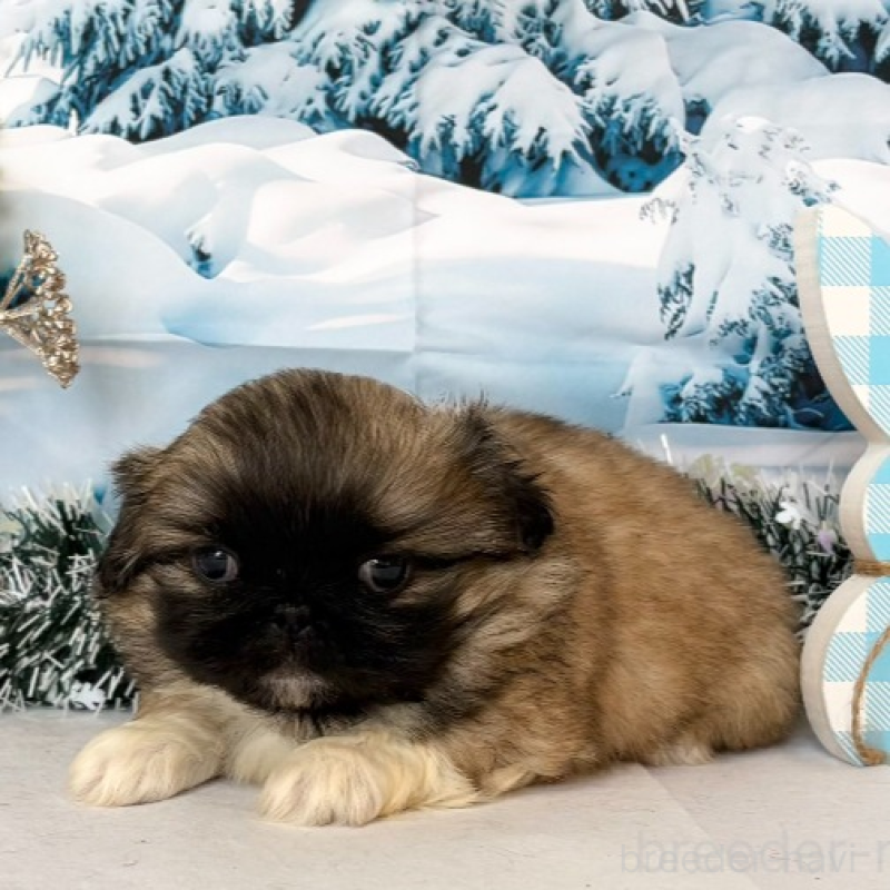 販売中の秋田県のペキニーズ-440941の6枚目