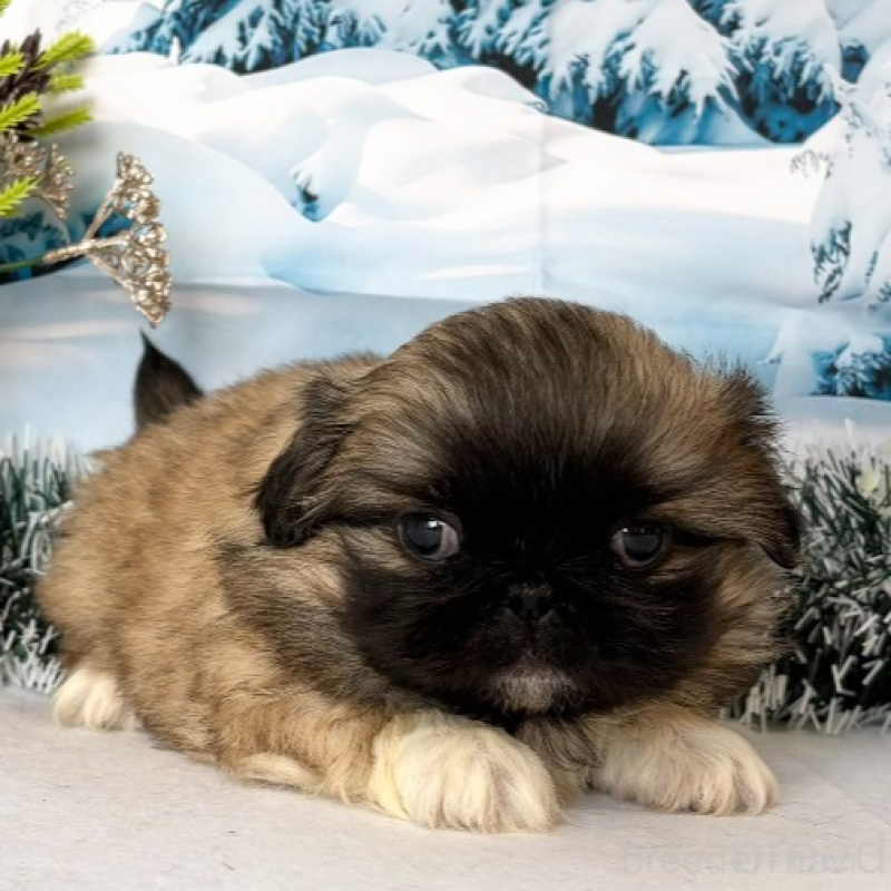 販売中の秋田県のペキニーズ-440941の5枚目