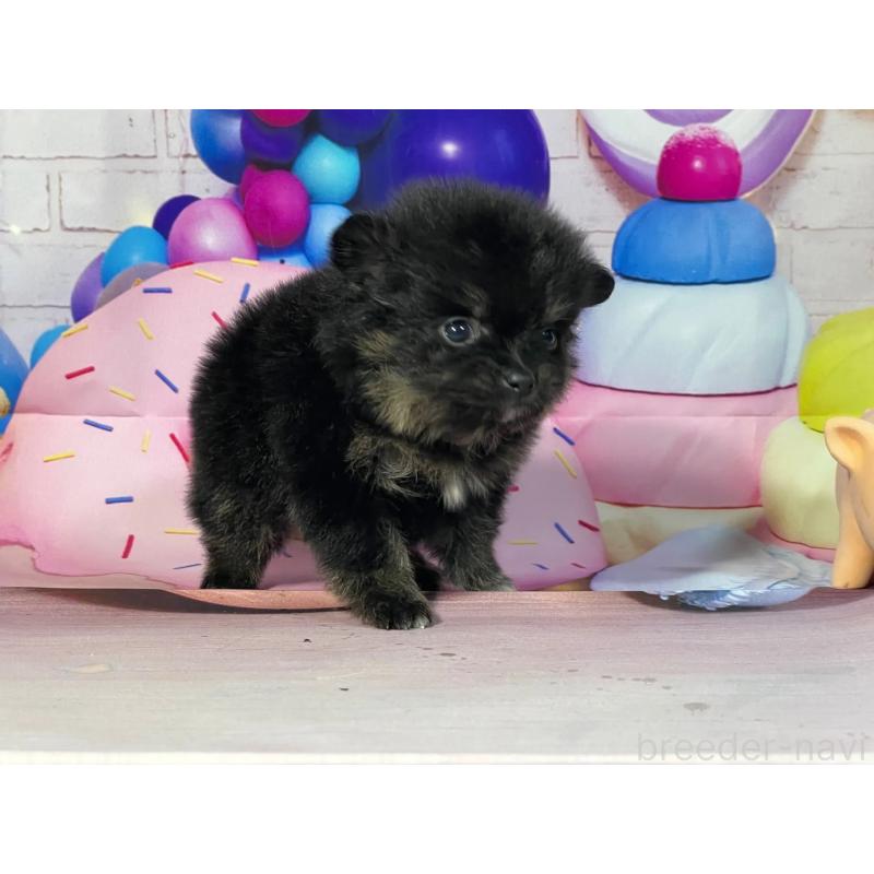 販売中の埼玉県のポメラニアン-444326の5枚目