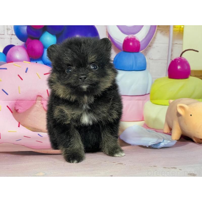 販売中の埼玉県のポメラニアン-444326の1枚目