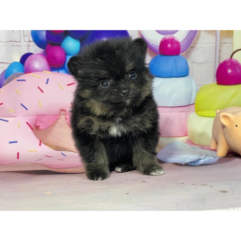 販売中の埼玉県のポメラニアン-444326の4枚目