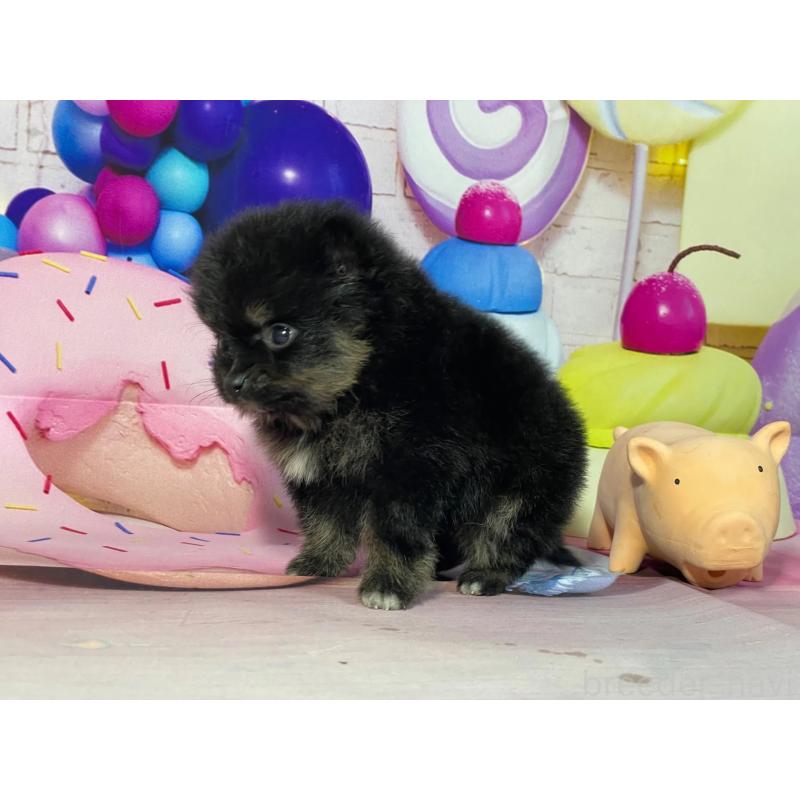 販売中の埼玉県のポメラニアン-444326の3枚目