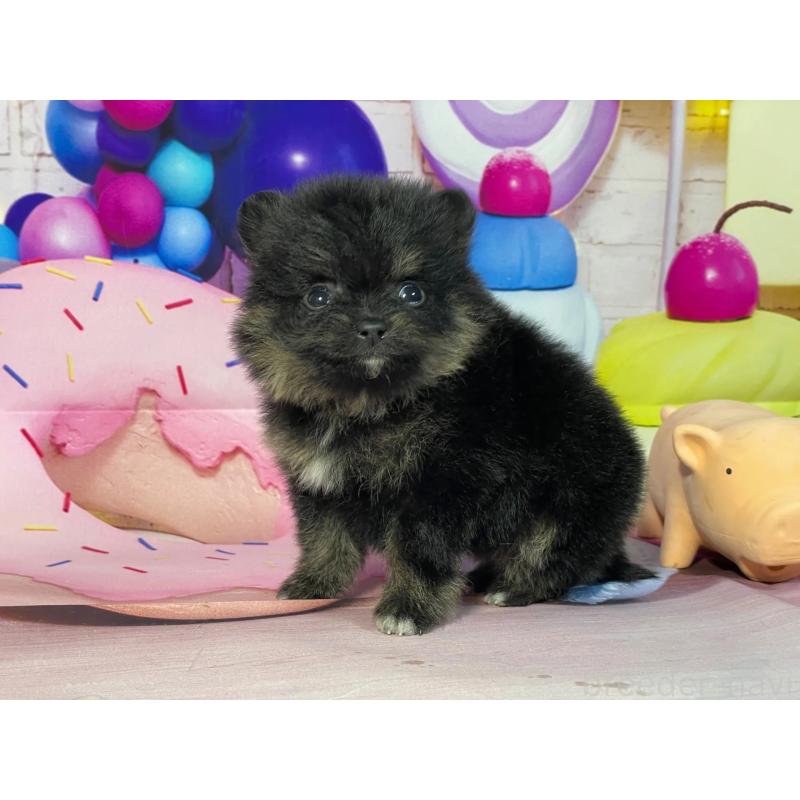 販売中の埼玉県のポメラニアン-444326の2枚目