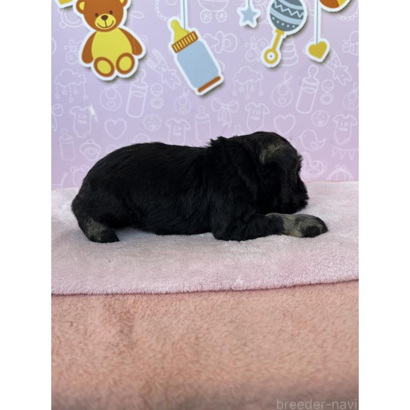 販売中の東京都のミニチュアシュナウザー-444327の5枚目