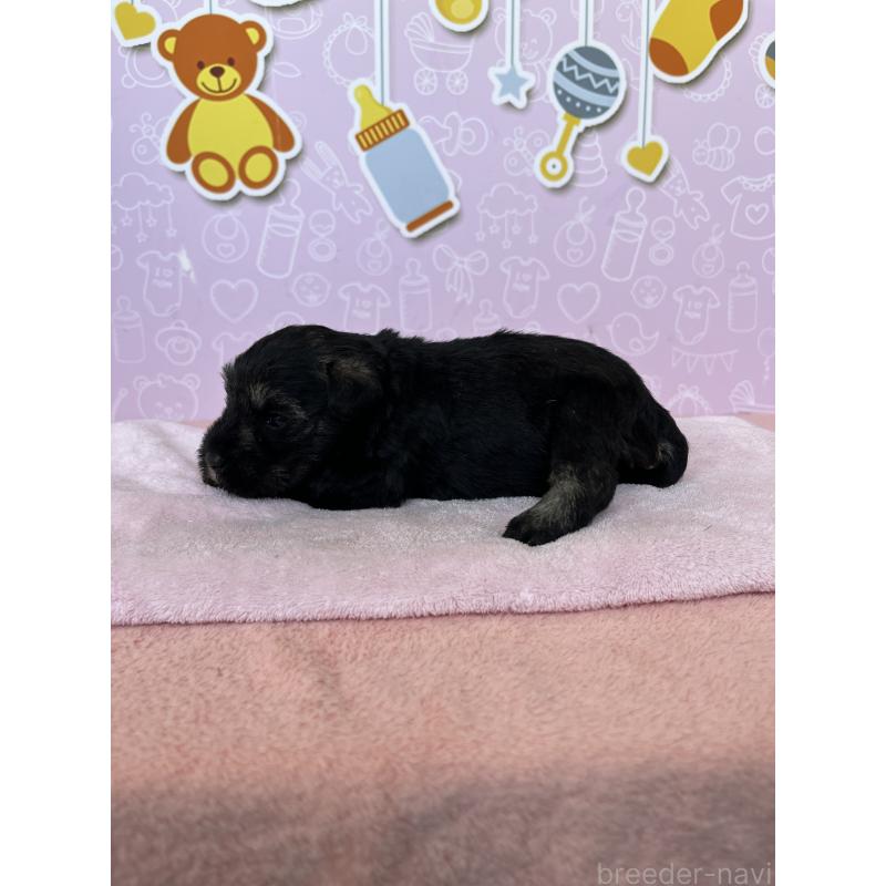 販売中の東京都のミニチュアシュナウザー-444327の4枚目