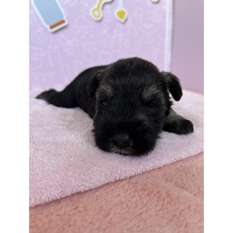 販売中の東京都のミニチュアシュナウザー-444327の3枚目