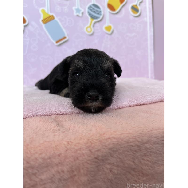 販売中の東京都のミニチュアシュナウザー-444327の2枚目