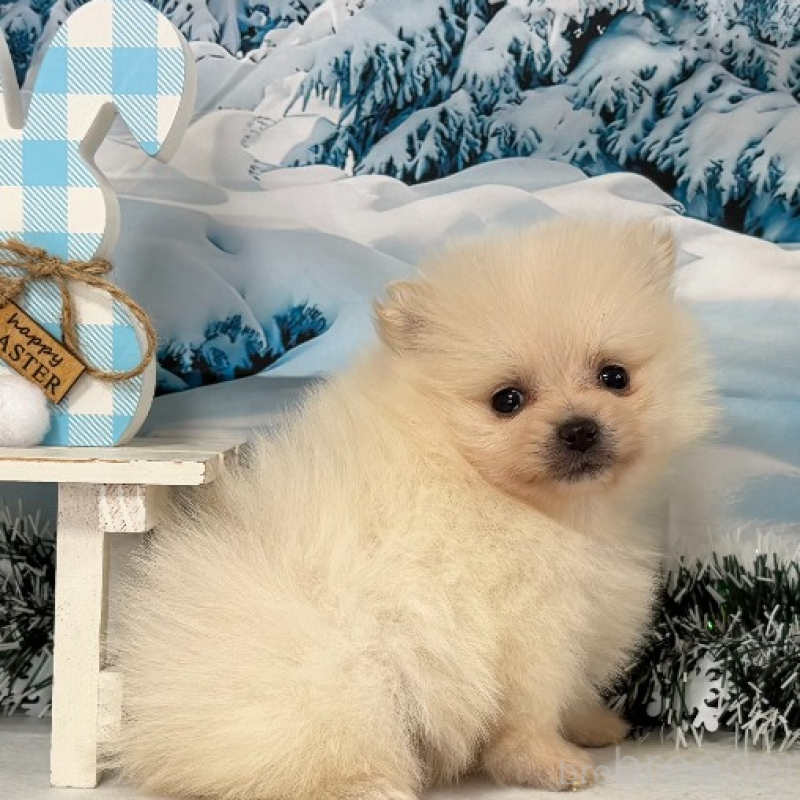 販売中の秋田県のポメラニアン-440725の9枚目