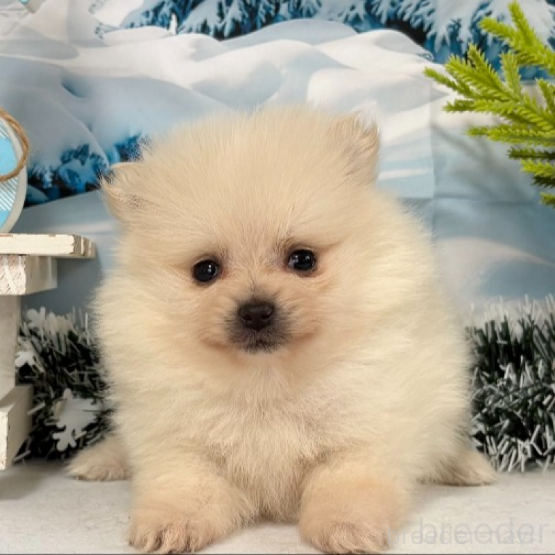 販売中の秋田県のポメラニアン-440725の8枚目