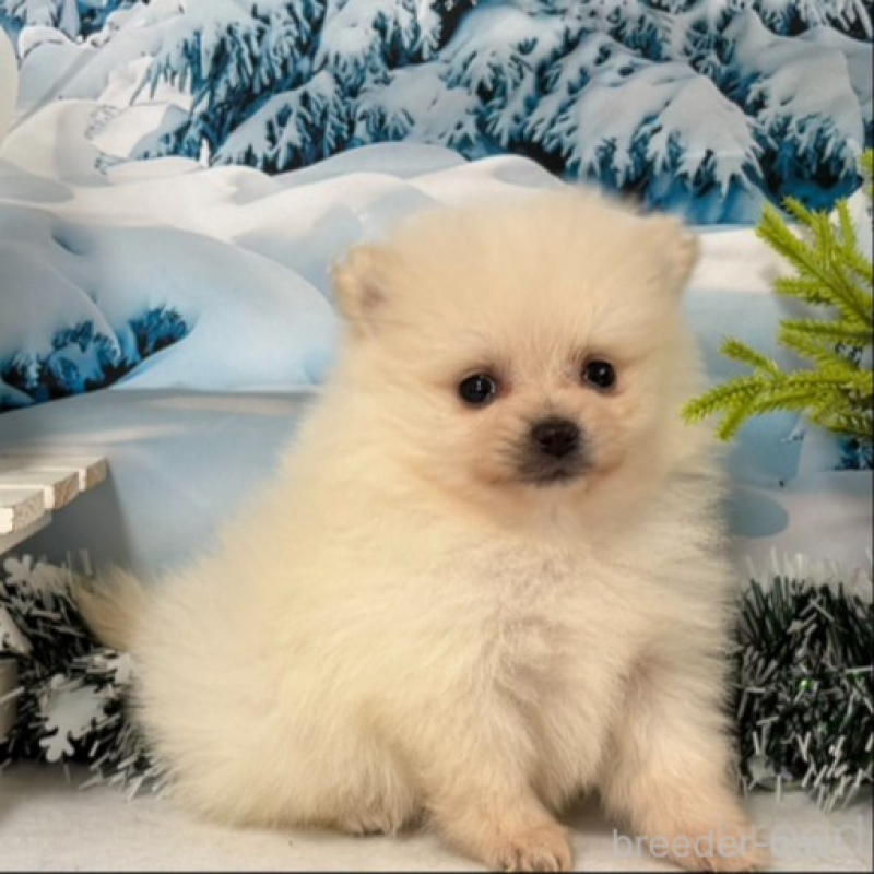 販売中の秋田県のポメラニアン-440725の7枚目