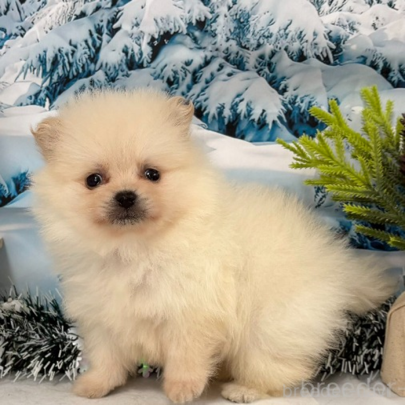 商談中の秋田県のポメラニアン-440724の5枚目