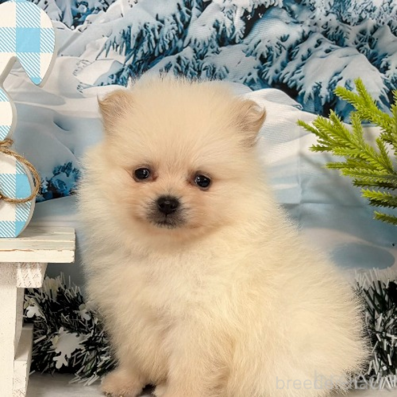 商談中の秋田県のポメラニアン-440724の4枚目