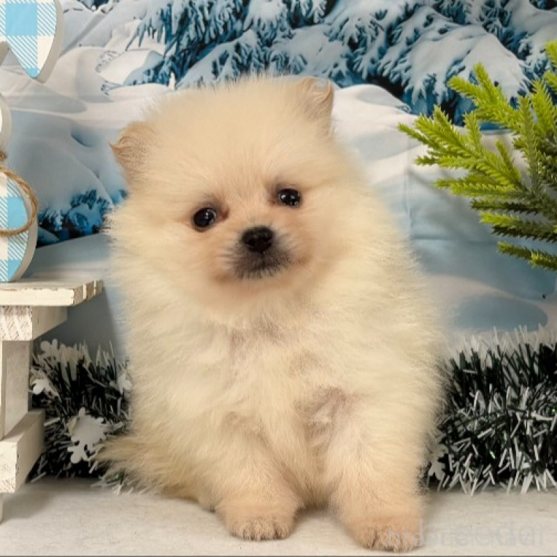 商談中の秋田県のポメラニアン-440724の3枚目