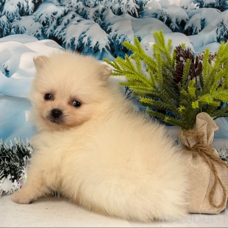 商談中の秋田県のポメラニアン-440724の2枚目