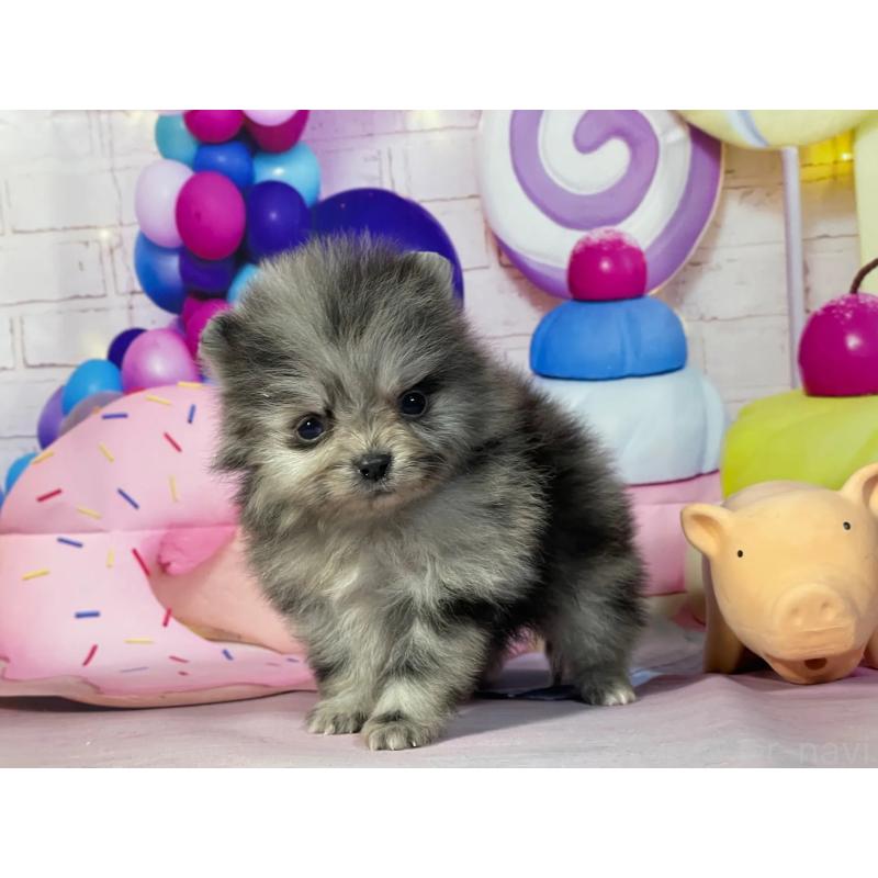 販売中の埼玉県のポメラニアン-444328の5枚目