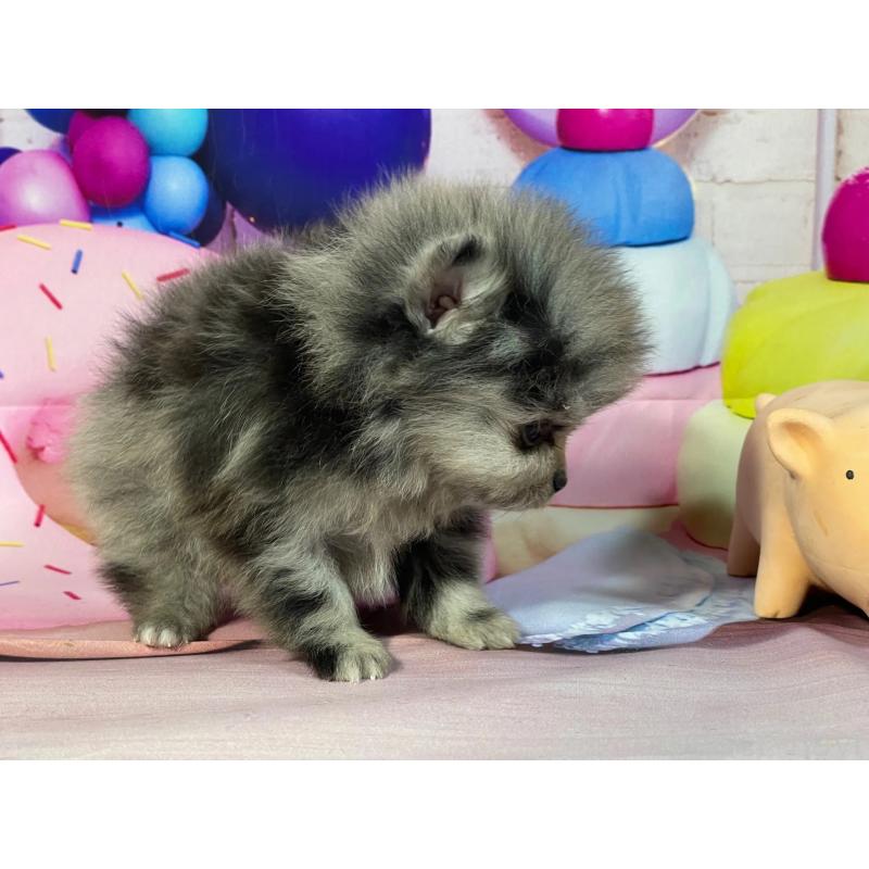 販売中の埼玉県のポメラニアン-444328の4枚目