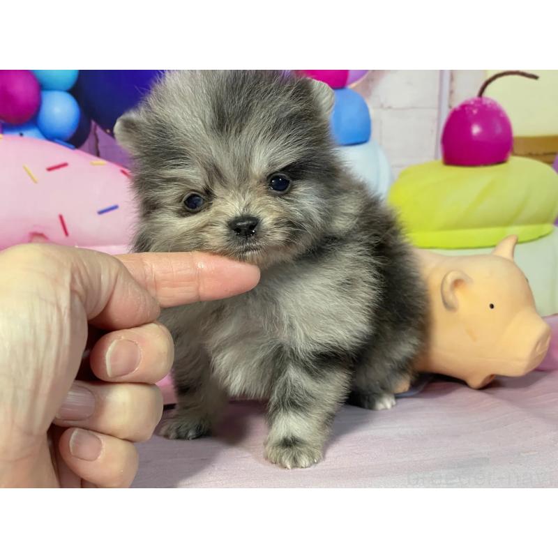 販売中の埼玉県のポメラニアン-444328の2枚目