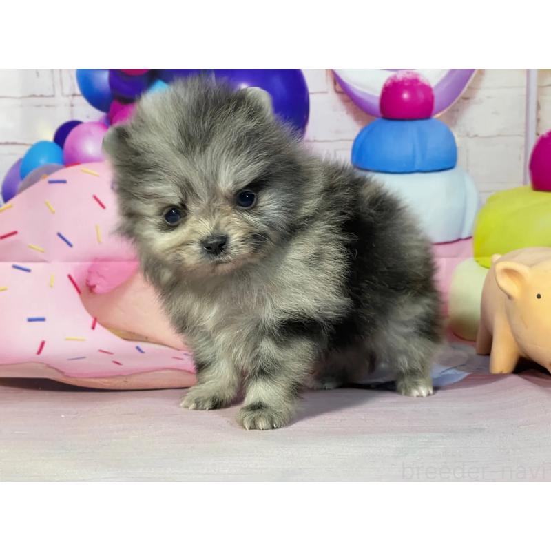 販売中の埼玉県のポメラニアン-444328