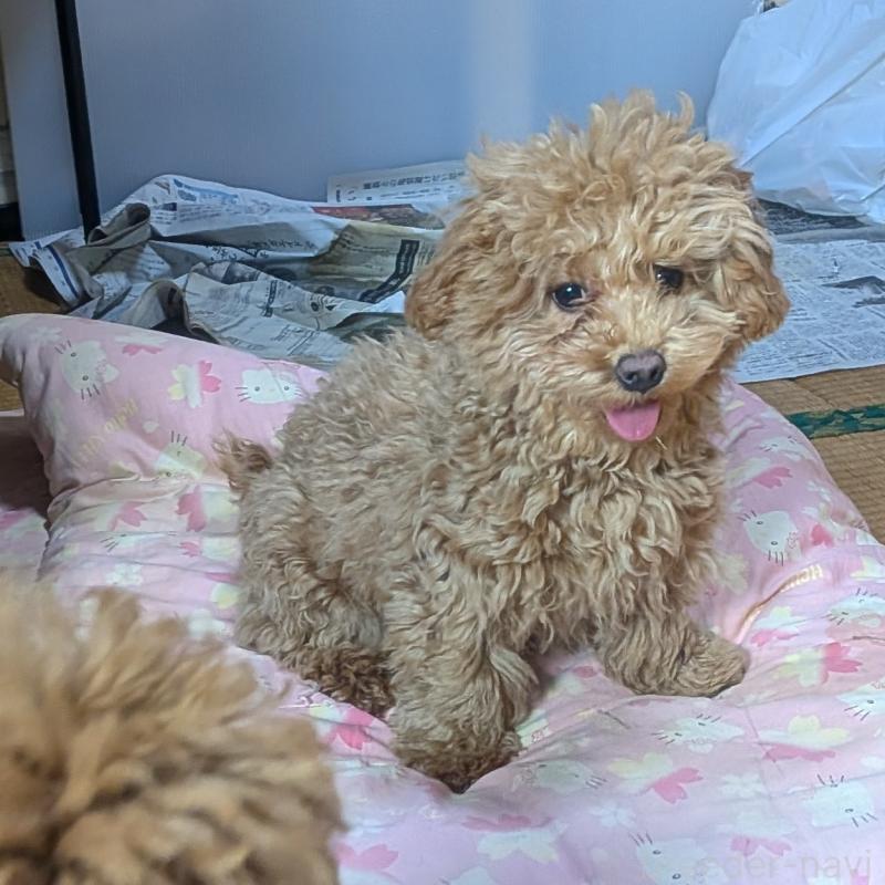 販売中の秋田県のマルプー:マルチーズ×トイプードル-424434