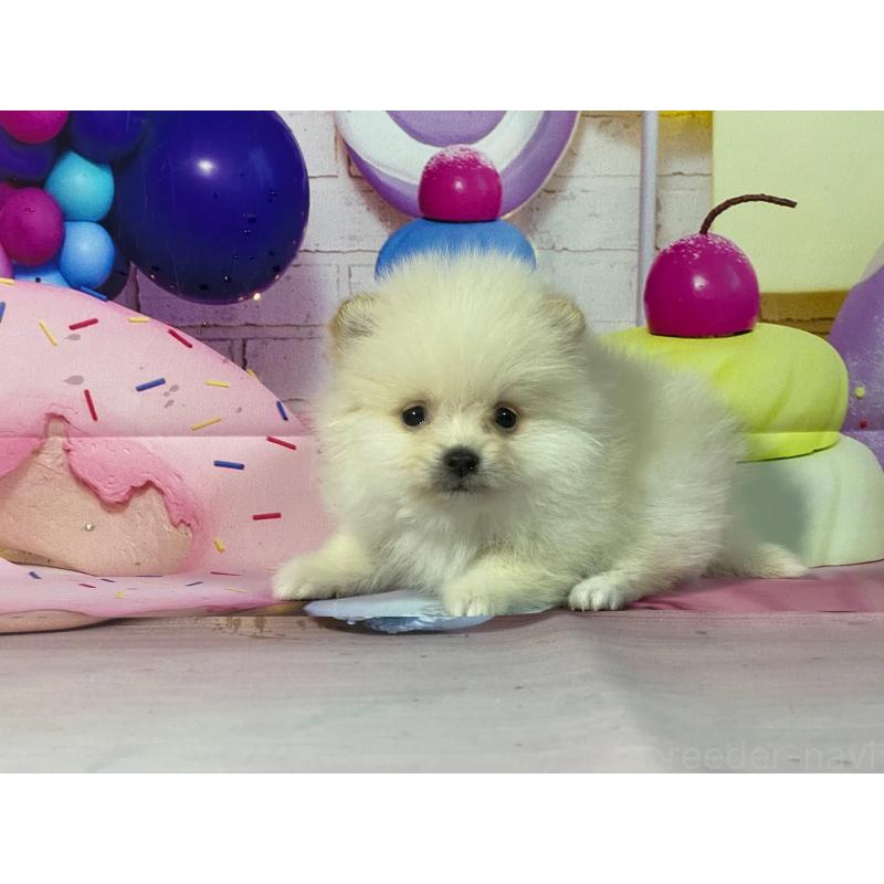 販売中の埼玉県のポメラニアン-444329の7枚目