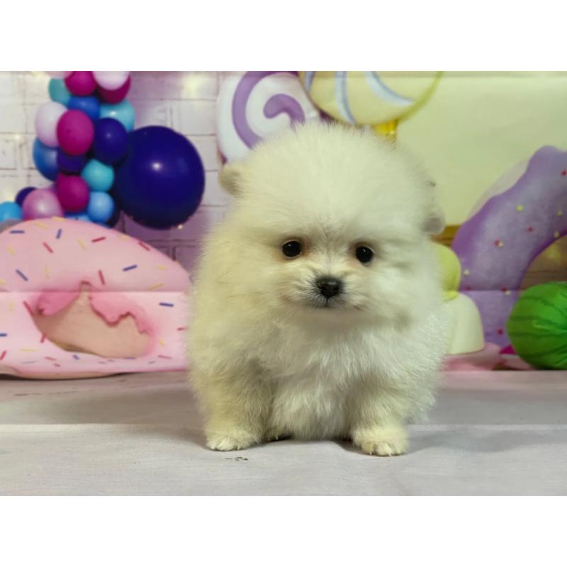 販売中の埼玉県のポメラニアン-444329の5枚目