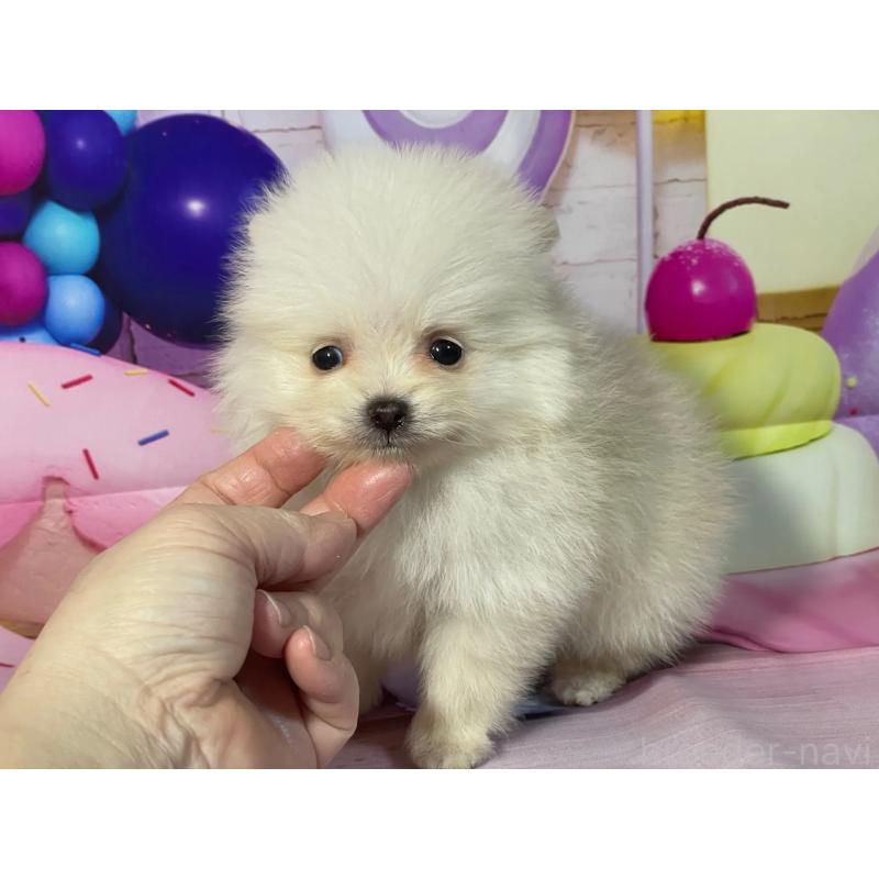 販売中の埼玉県のポメラニアン-444329の4枚目
