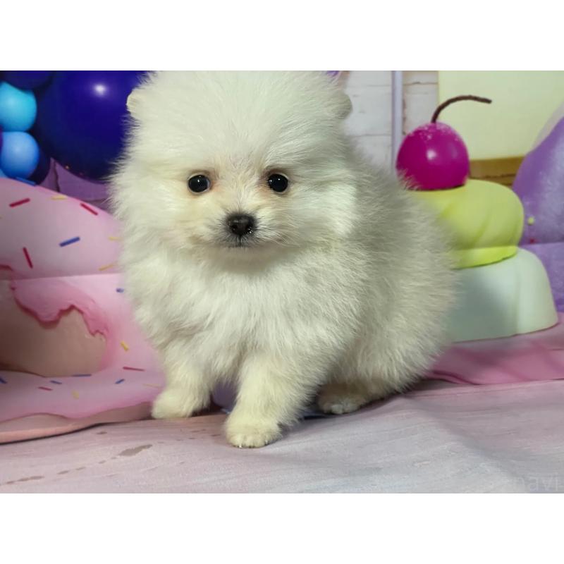 販売中の埼玉県のポメラニアン-444329の3枚目