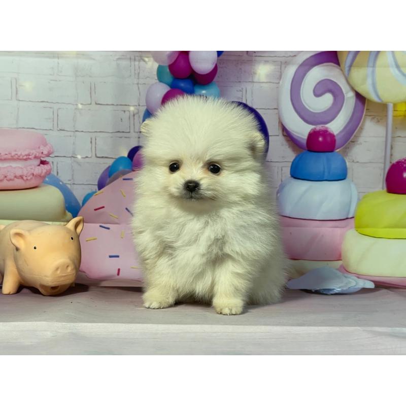 販売中の埼玉県のポメラニアン-444329の2枚目