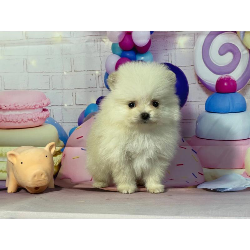 販売中の埼玉県のポメラニアン-444329