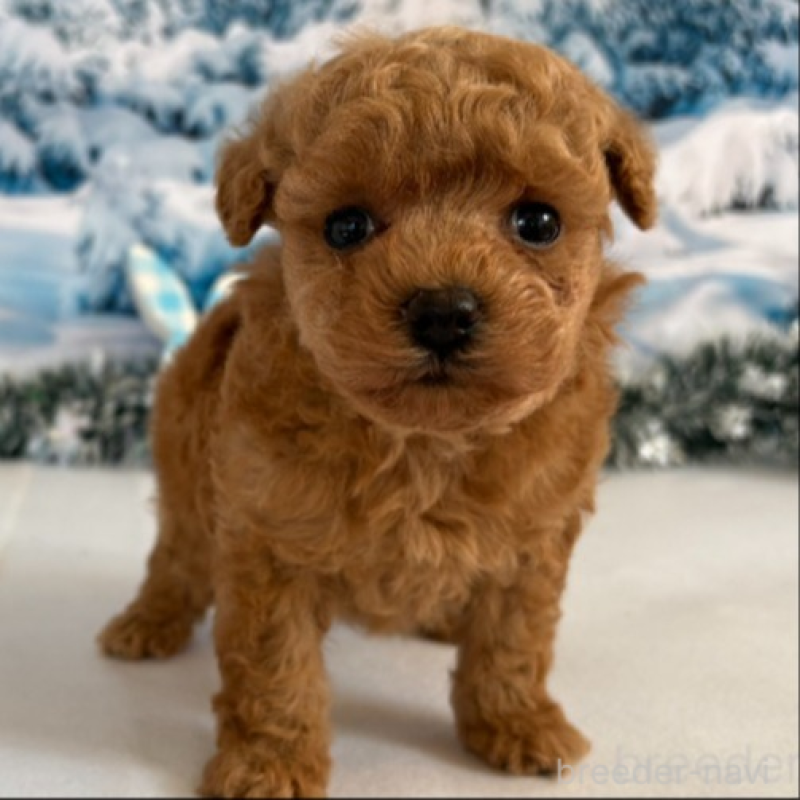 販売中の秋田県のタイニープードル-440727